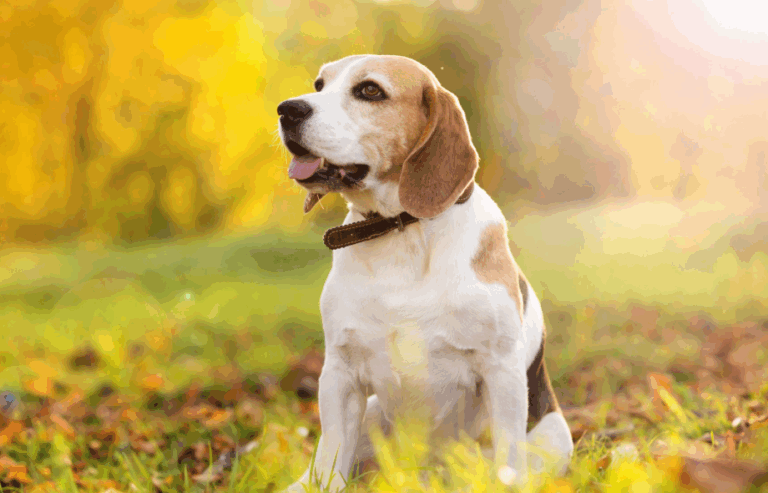 How hot is too hot | PawSquad