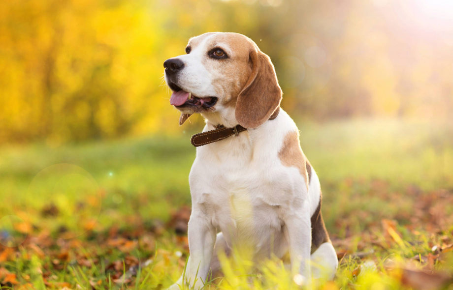 How hot is too hot | PawSquad