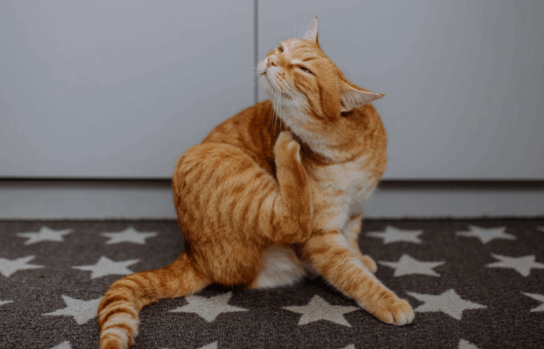 Itchy Pets? Your spring allergy guide | PawSquad