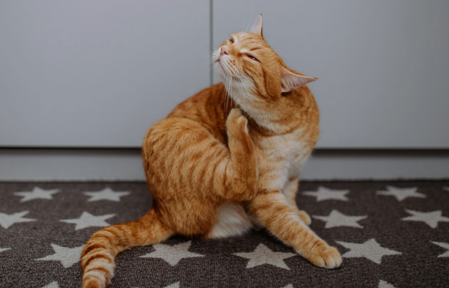 Itchy Pets? Your spring allergy guide | PawSquad