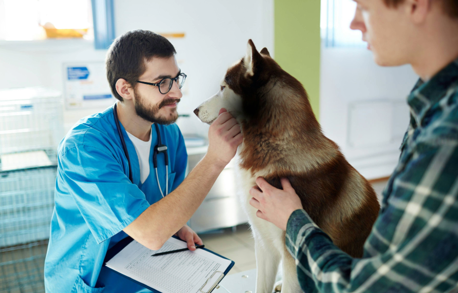 What's causing your dog's gastric upset | PawSquad