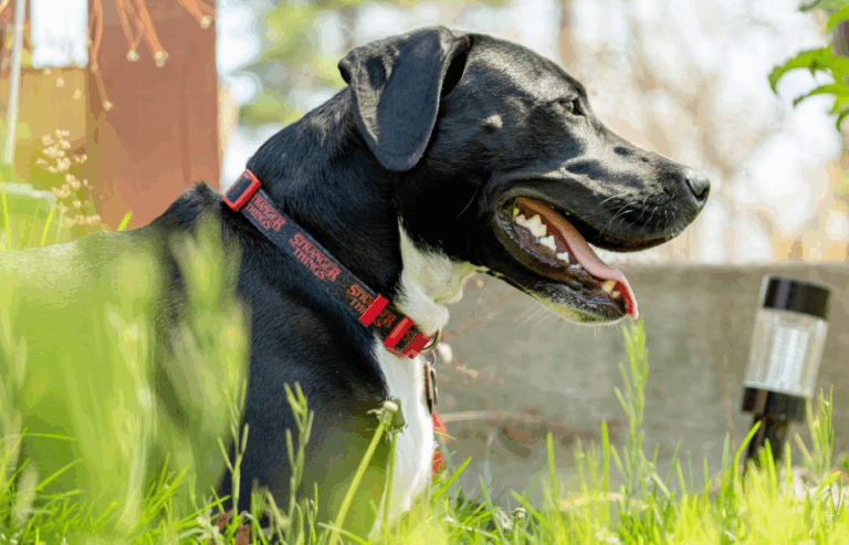 Hot weather tips | PawSquad