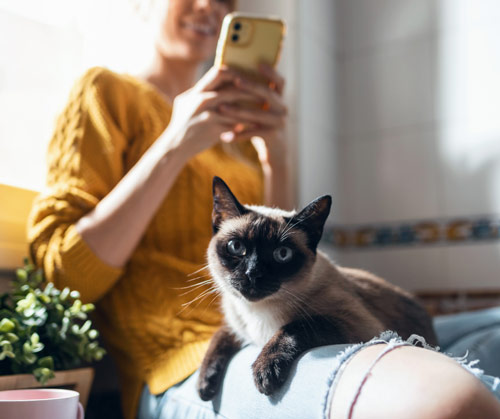 Digital vet consultation and online health check – PawSquad online vet support