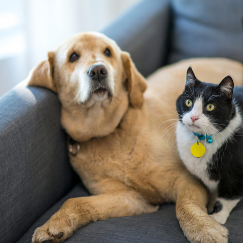 Pet mobility and joint care advice online – PawSquad online vet support
