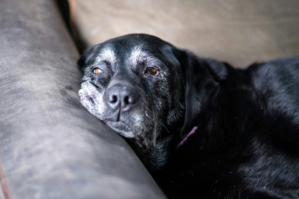 Arthritis in pets: How early intervention can make all the difference | PawSquad