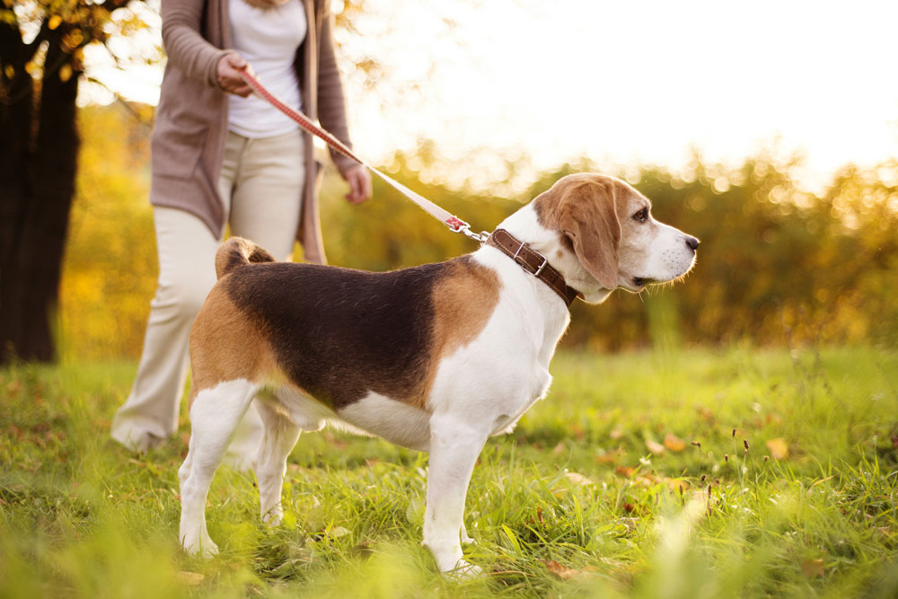 Arthritis in pets: How early intervention can make all the difference | PawSquad