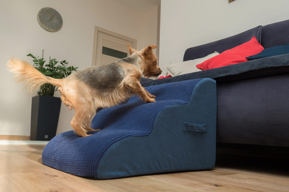 5 simple home adjustments to help pets with mobility issues | PawSquad