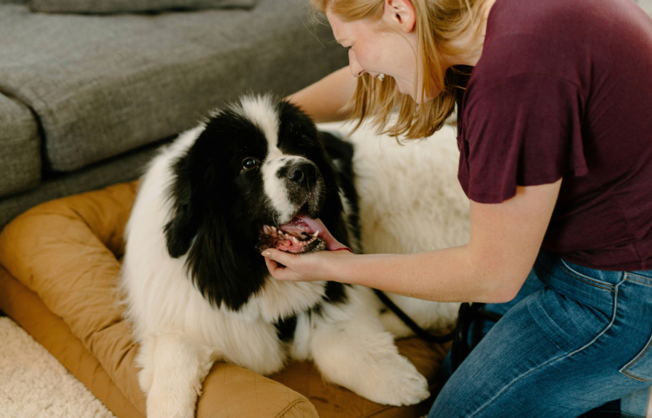 5 Simple Home Adjustments to Help Pets with Mobility Issues | PawSquad