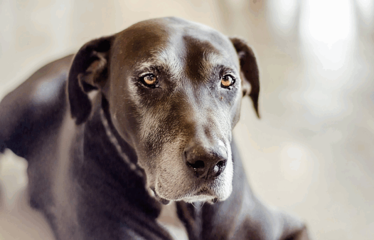 Arthritis in pets: How early intervention can make all the difference | PawSquad