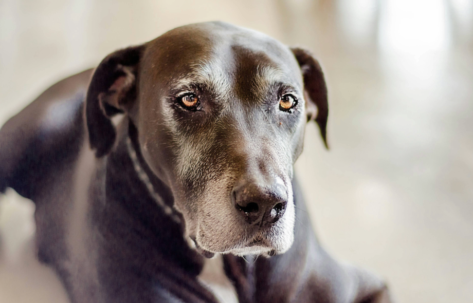 Arthritis in pets: How early intervention can make all the difference | PawSquad