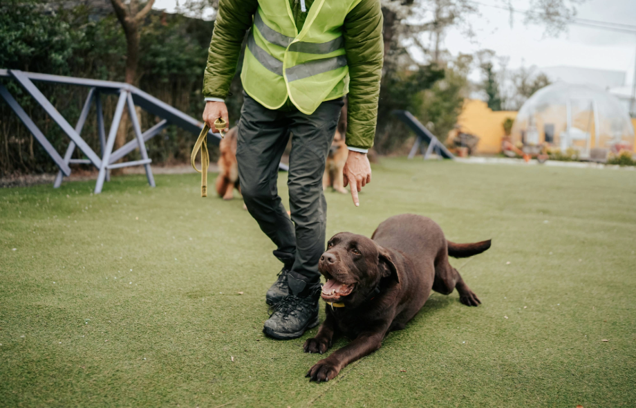 Back to school - for pets too | PawSquad