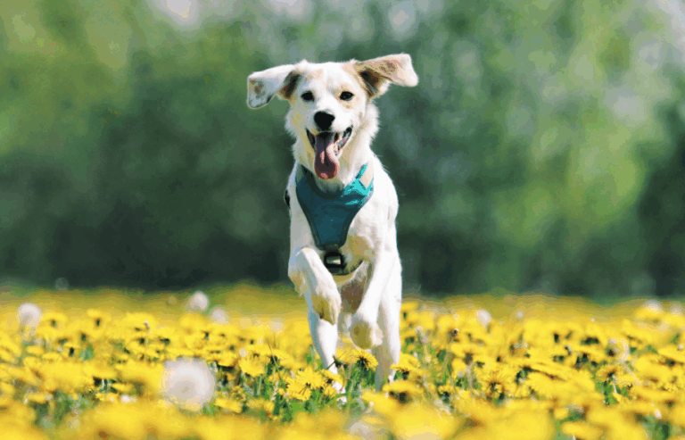 Everyday habits that help your pet live a longer, happier life | PawSquad