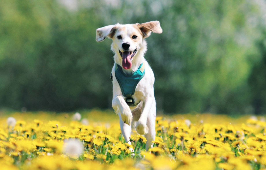 Everyday habits that help your pet live a longer, happier life | PawSquad