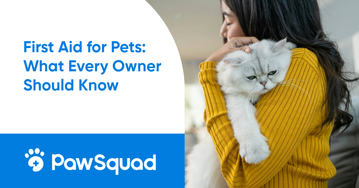 First Aid for Pets: What Every Owner Should Know - PawSquad