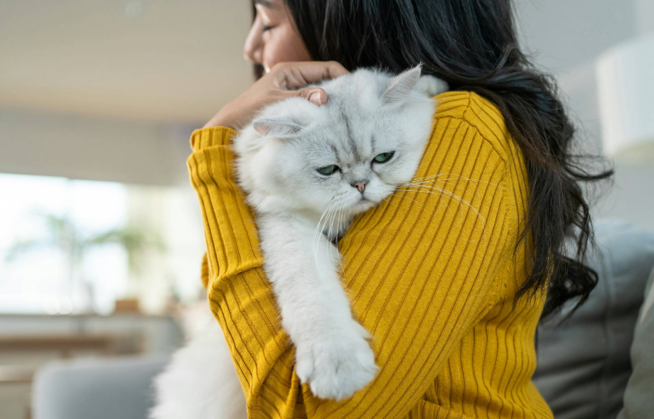 First aid for pets - What every owner should know | PawSquad