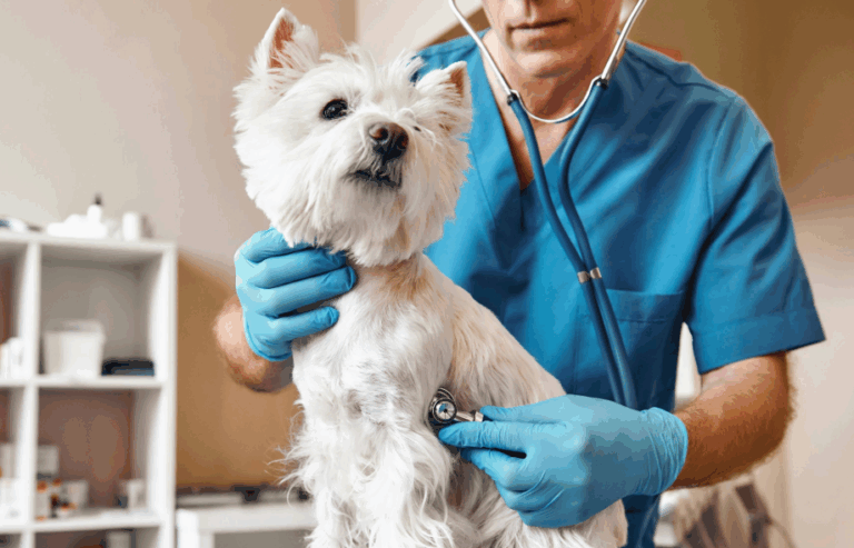 Get answers to pet diet questions and digestive issues | PawSquad