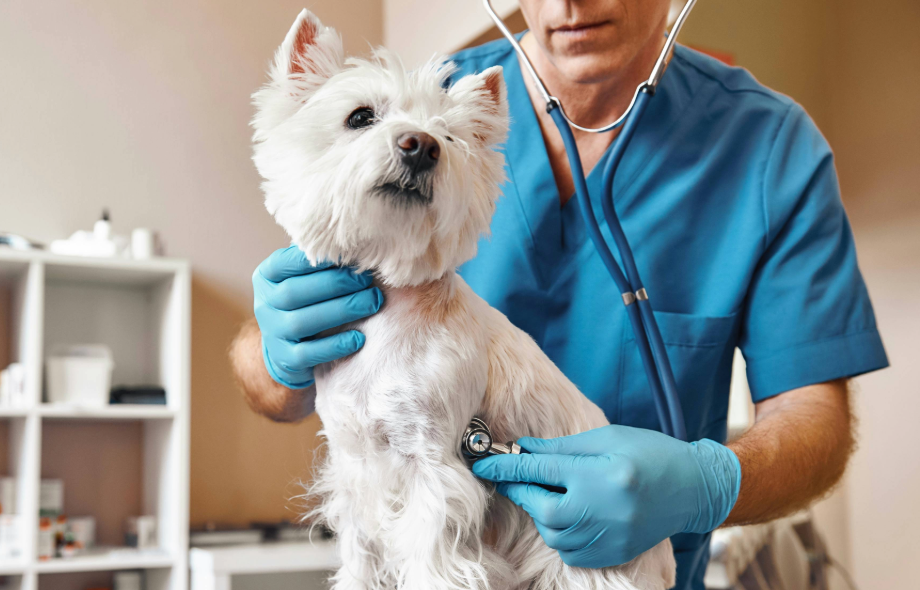 Get answers to pet diet questions and digestive issues | PawSquad