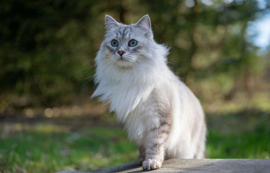 Is your cat happy? Signs, tips and expert advice | PawSquad
