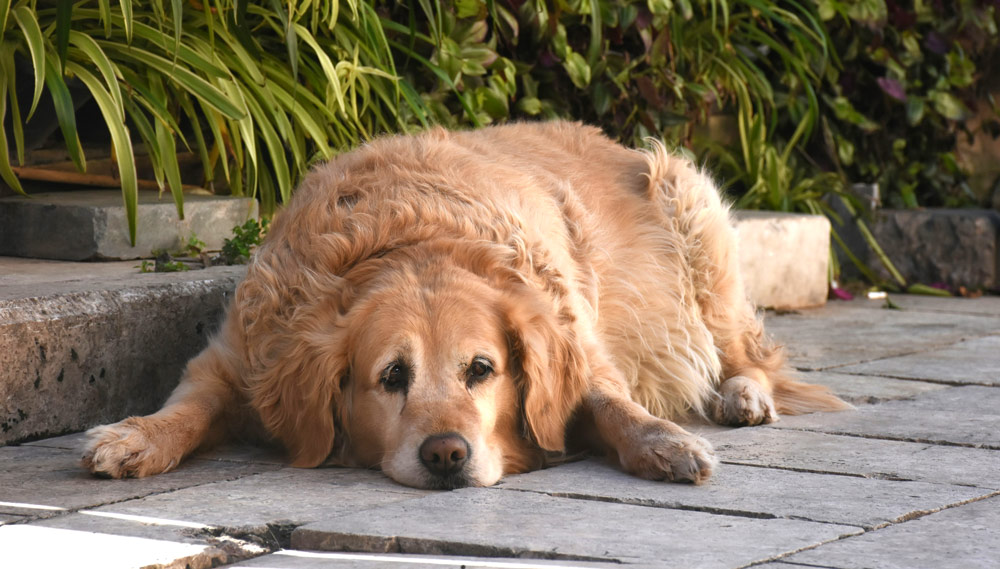 Is your pet slowing down - lazy dog | PawSquad