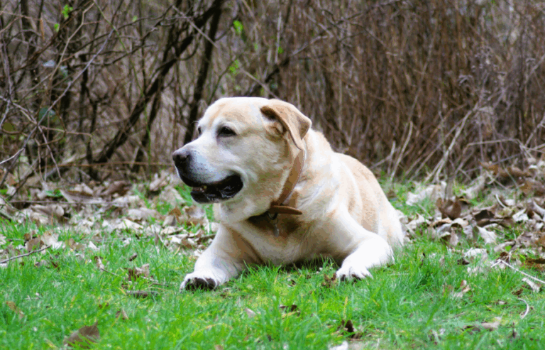 Is your pet slowing down? How to tell what's normal and what's not | PawSquad