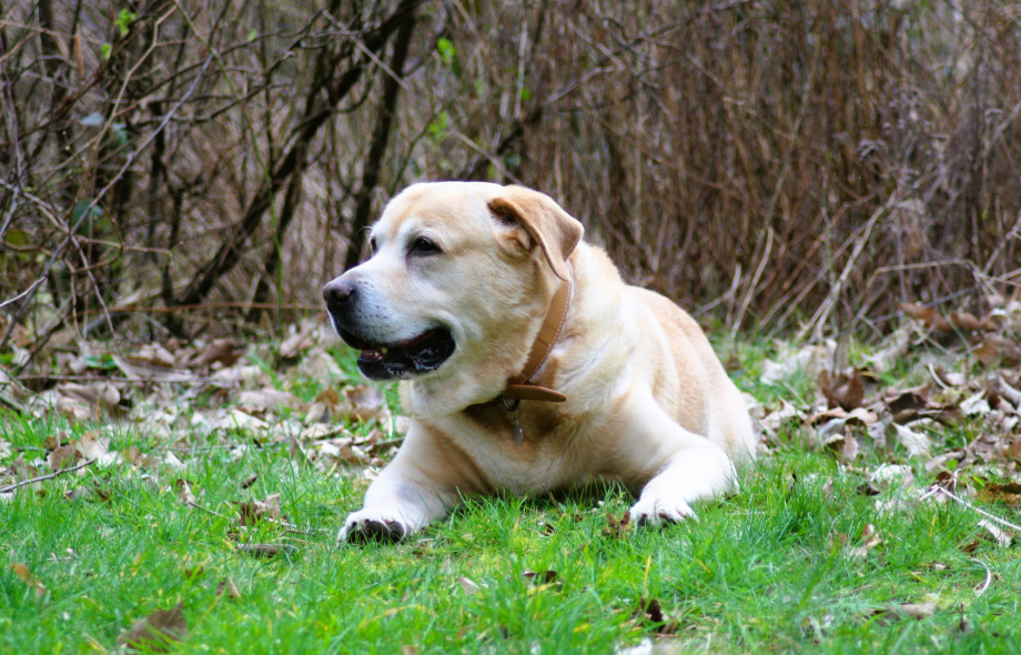 Is your pet slowing down? How to tell what's normal and what's not | PawSquad