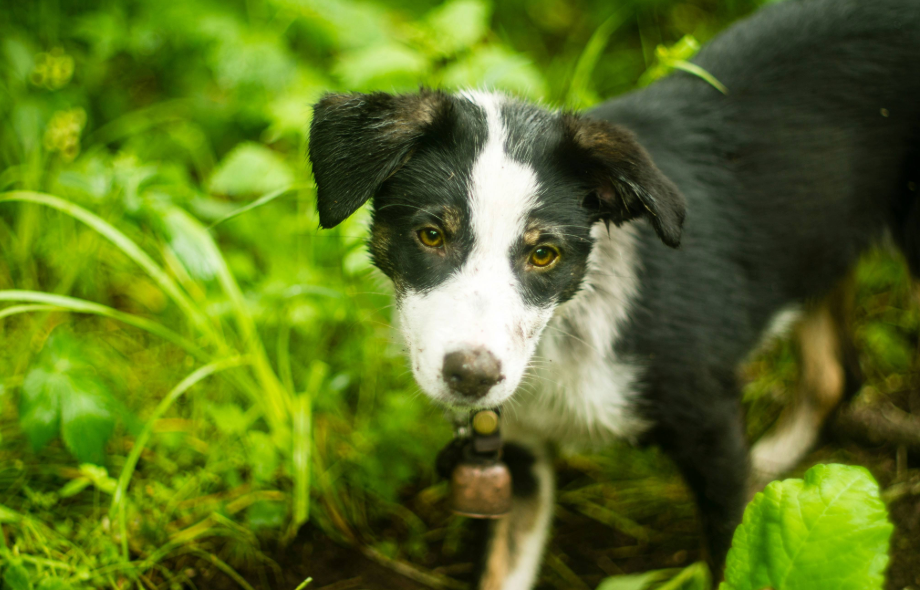 The dangers of scavenging behaviour in pets | PawSquad