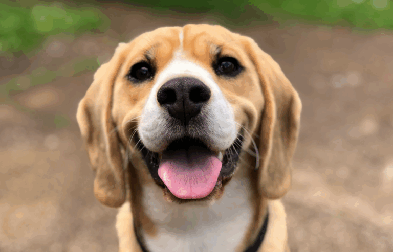 The pet wellbeing checklist | PawSquad