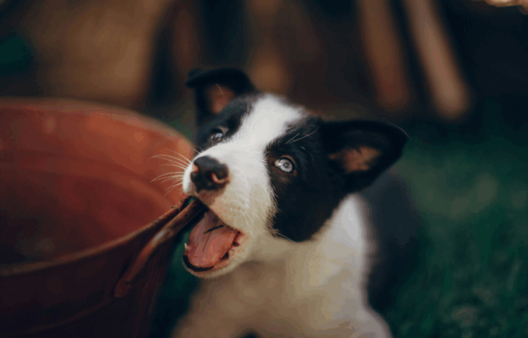 Worried about destructive behaviour? Your'e not alone | PawSquad