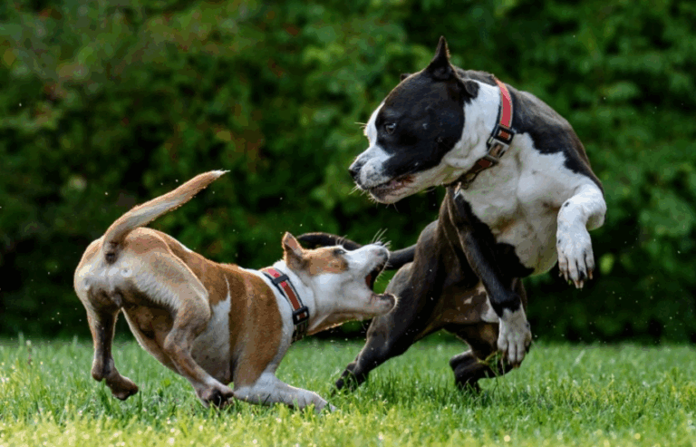 Worried about dog attacks? Here's what you can do to feel safer | PawSquad