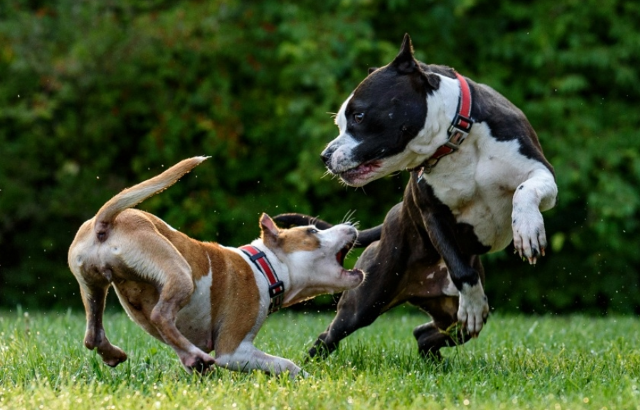 Worried about dog attacks? Here's what you can do to feel safer | PawSquad