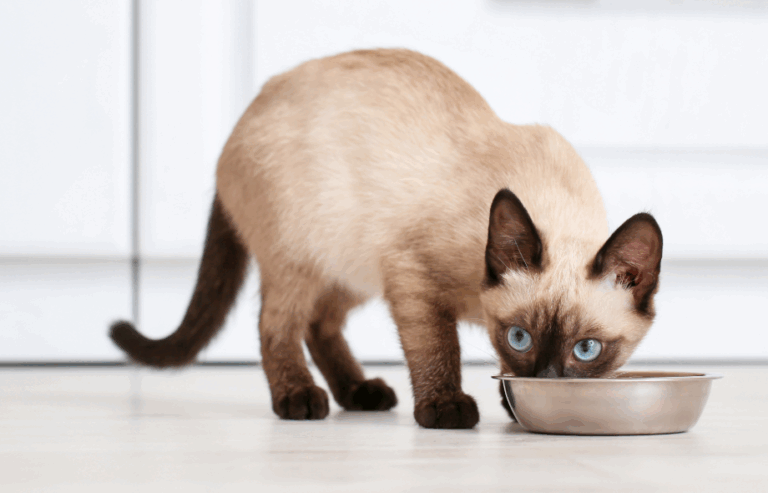 Feeding Fussy Pets | PawSquad