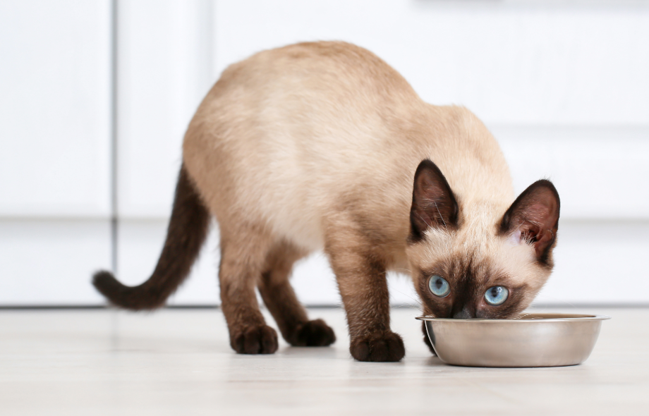 Feeding Fussy Pets | PawSquad