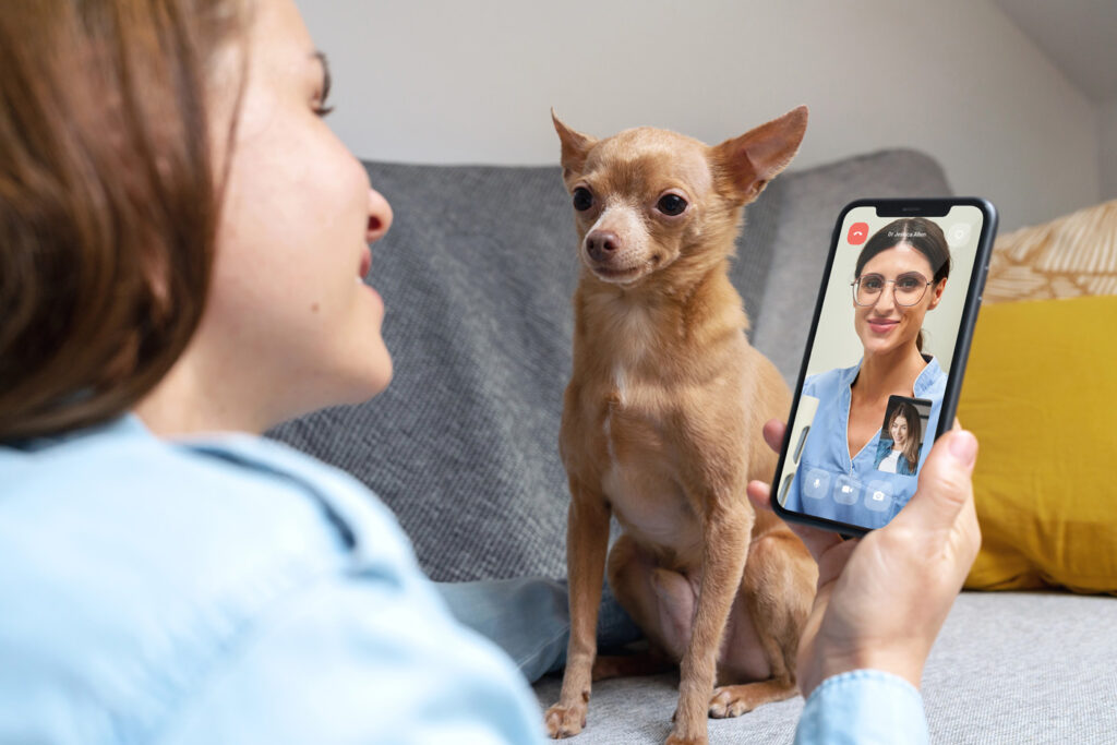 PawSquad Online Vet Services – 24/7 Online Vet UK