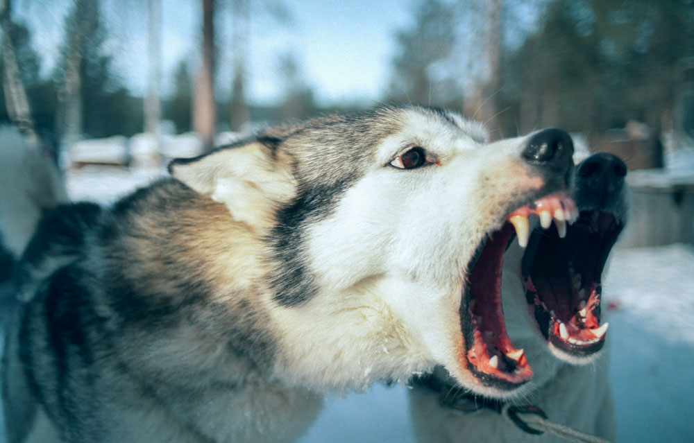 Worried about dog attacks? Here's what you can do to feel safer | PawSquad