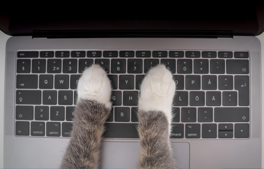 welcome-to-the-pawsquad-blog