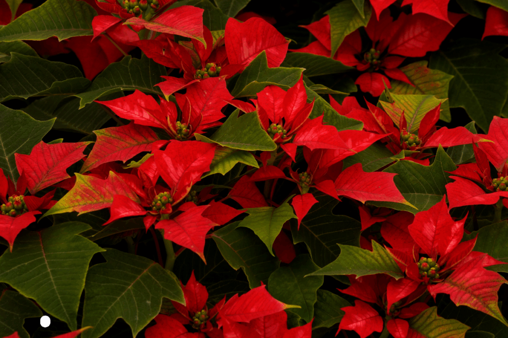 December Pet Safety poinsettia