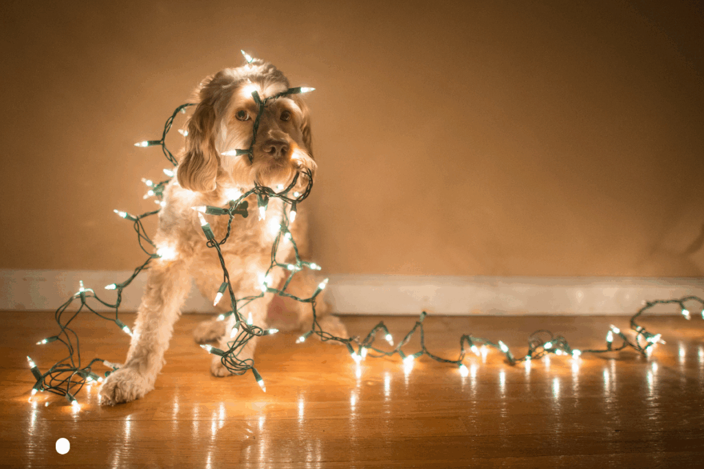 December Pet Safety lights
