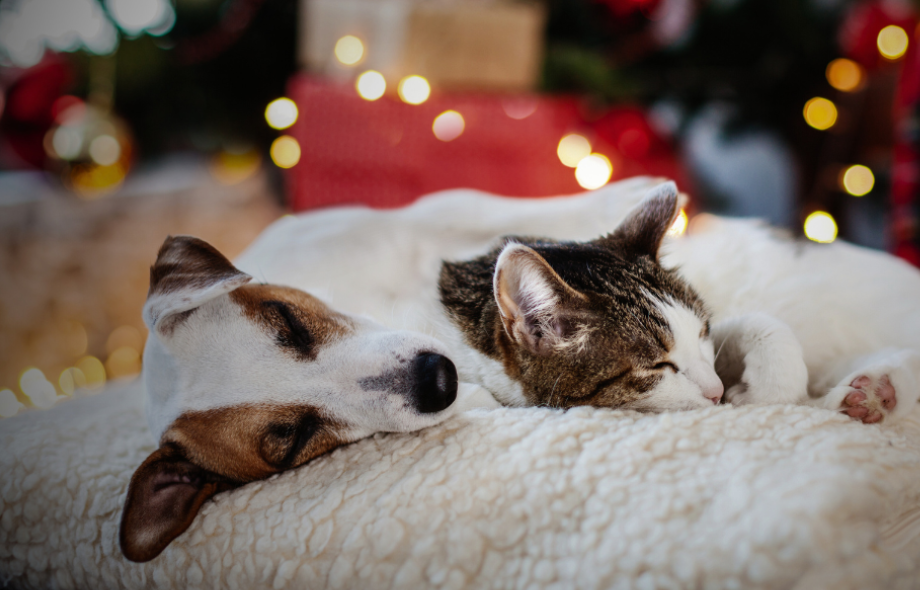 12 nighttime christmas pet panics