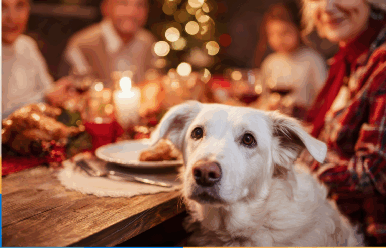 December pet safety