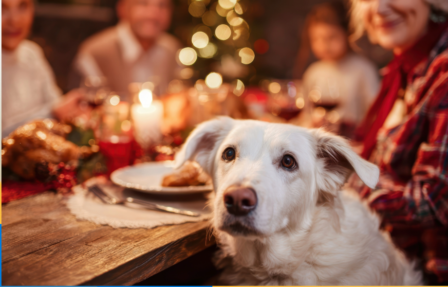 December pet safety