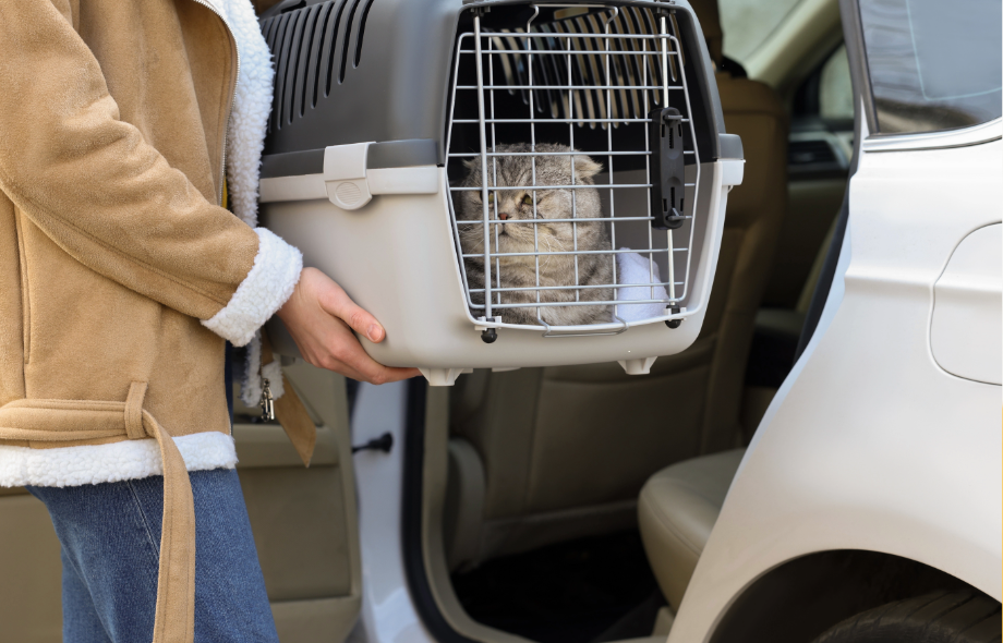 Festive travel with pets