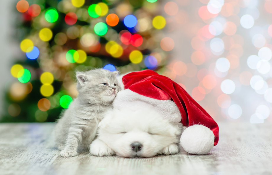 Puppy and Kitten First Christmas Safety Tips