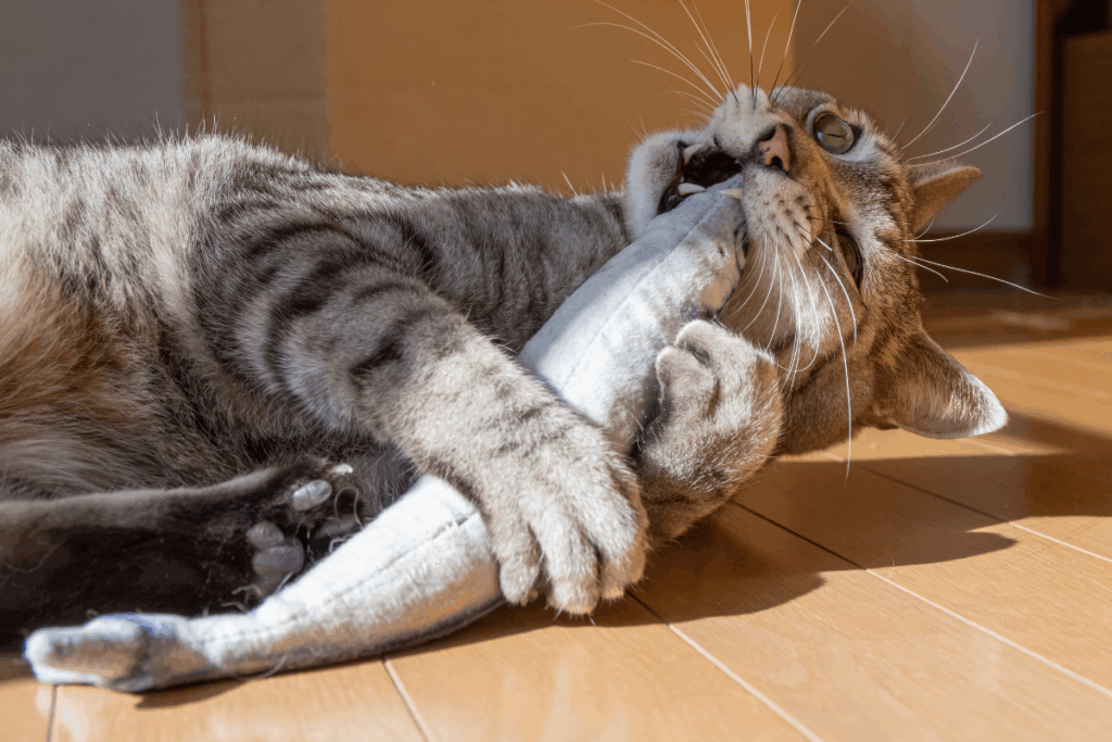 Toys and mental stimulation