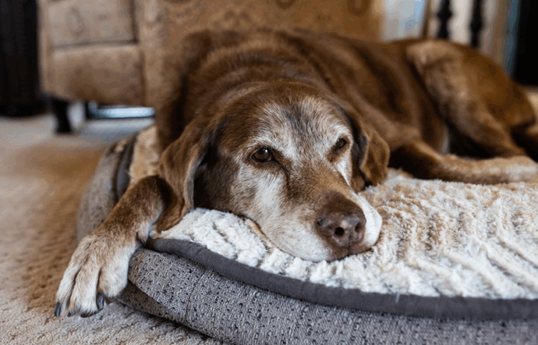 PawSquad-exercise-for-dogs-with-osteoarthritis