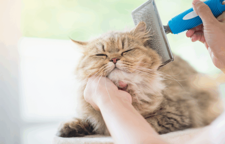 care for cats with mobility problems