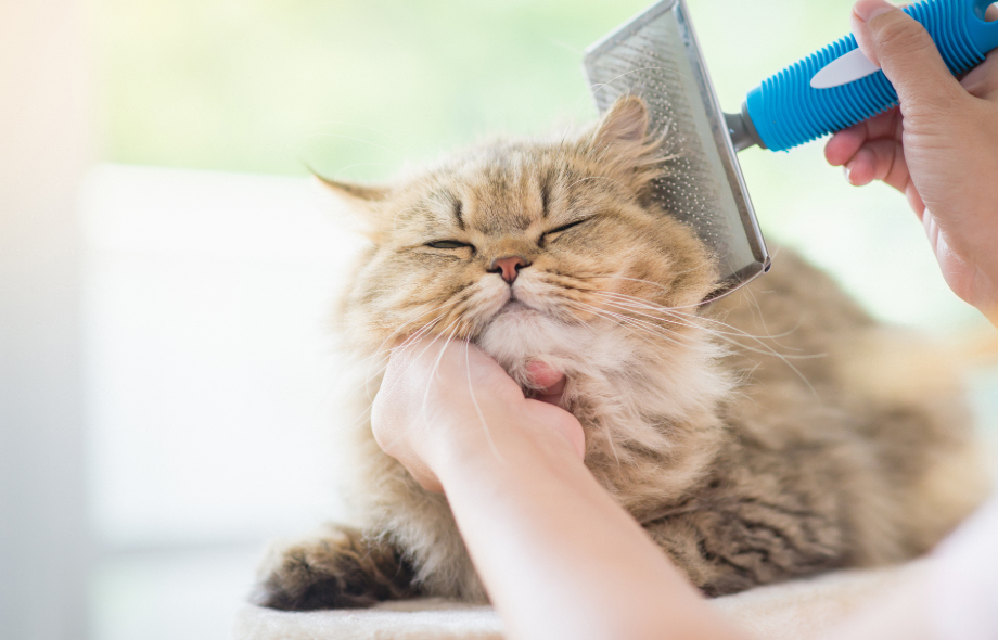 care for cats with mobility problems