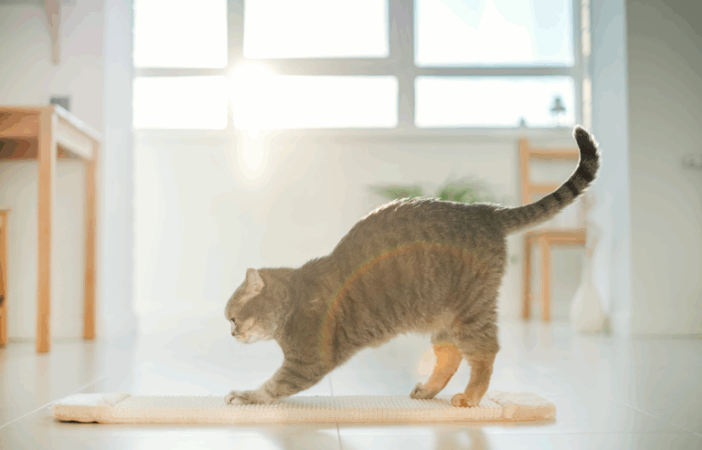 home modifications for cats with mobility problems