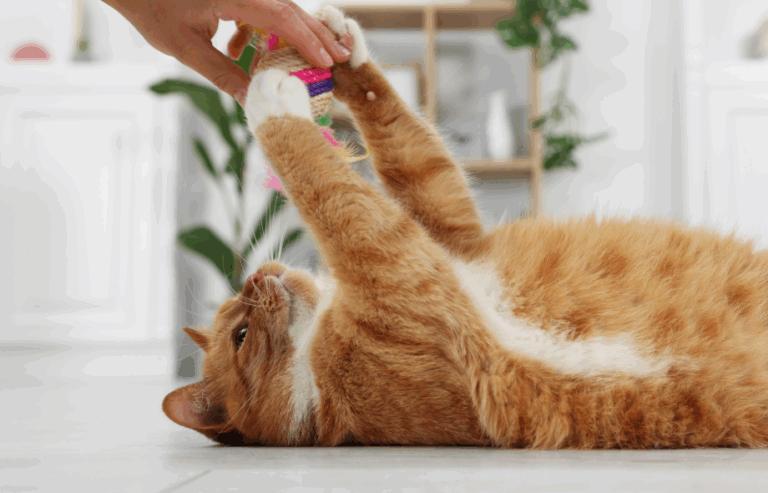 keeping senior cats active