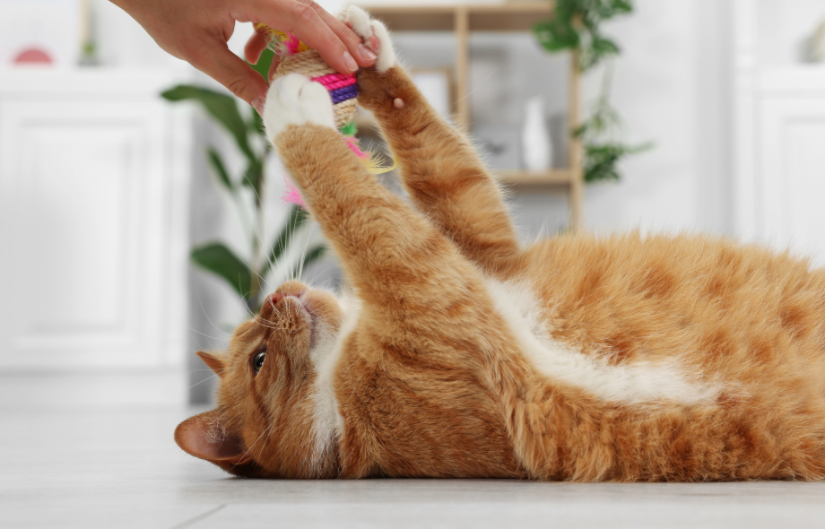 keeping senior cats active