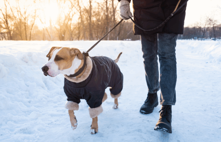 National Walk Your Dog Month: Daily Tips and Challenges